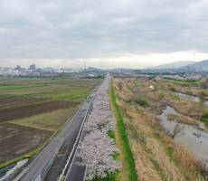 またまた卒業生様から素晴らしい空撮画像を頂きました。桜凄い。