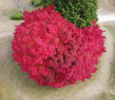 卒業生様のマビックミニでの撮影。色鮮やかな紅葉！！！！！！