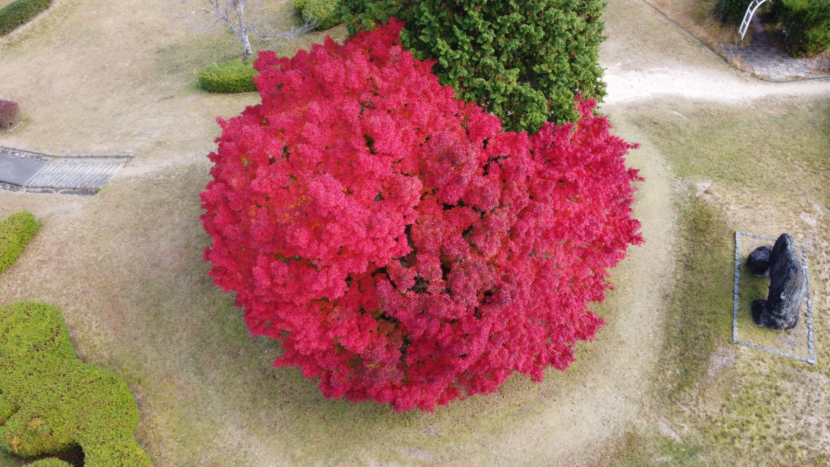 卒業生様のマビックミニでの撮影。色鮮やかな紅葉！！！！！！