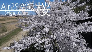 【ドローン空撮】Air2S撮影　草津川 桜